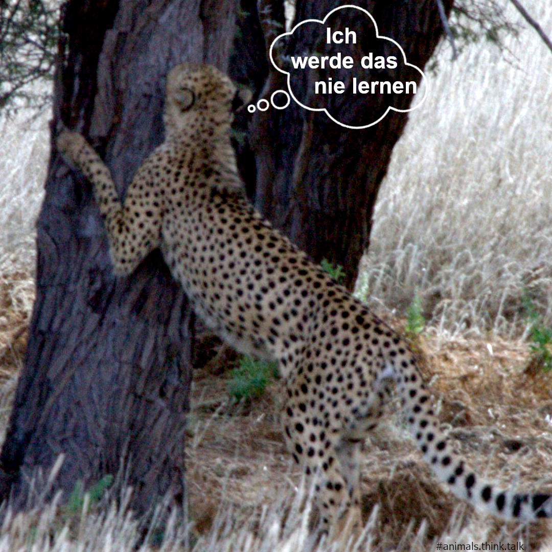 Cheetah_tree.jpg